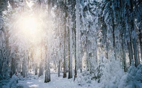 Winter Forest Landscape Wallpapers Top Free Winter Forest Landscape
