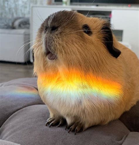 Guinea Pig Rainbows By Guineapigpageig Instagram Guinea Pig House