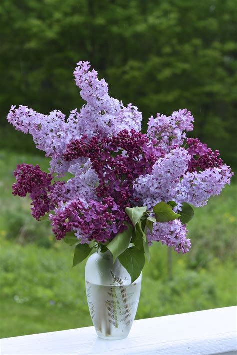 In A Vase On Monday Lilacs Amazing Flowers Lilac Bouquet Pretty