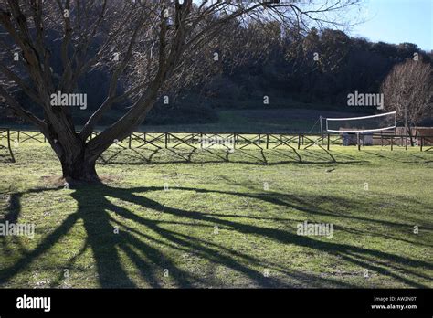Backlit Tree Casting Shadow Stock Photo Alamy