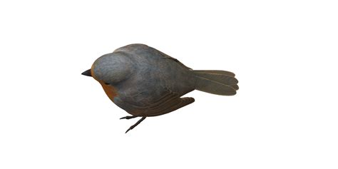 Robin Bird Isolated On A Transparent Background 24554884 Png