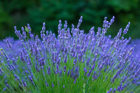 11 Of The Best Cold Hardy Lavender Varieties For Cooler Climates