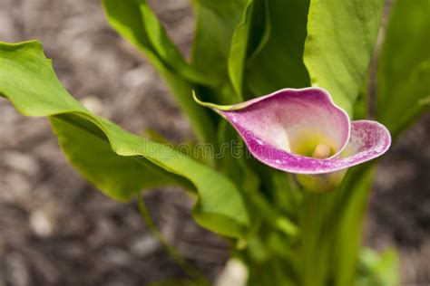 Summer Calla Lily Stock Image Image Of Verde Beautiful 74667957