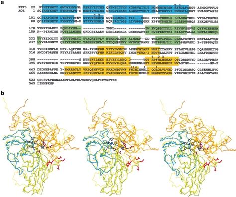 A Sequence Alignment Of Fet3 And Ascorbate Oxidase Aoz The