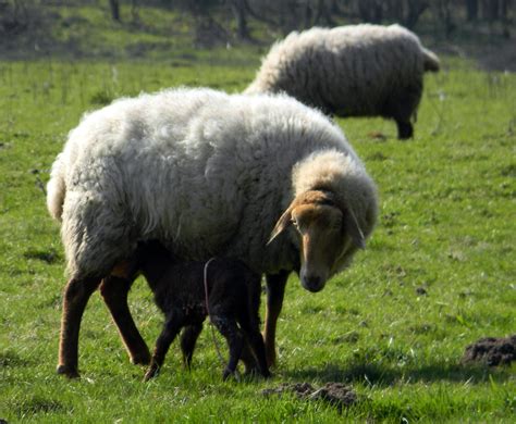 Sheep Giving Birth Ewe First Steps Bielefeld Germany 6th A Flickr