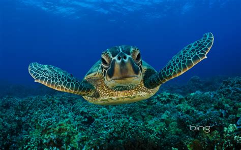 Green Sea Turtle 2 Animals Wallpaper 26859642 Fanpop