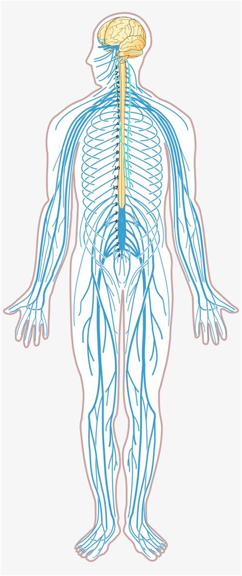 The nervous system is a complex network of neurons and cells that carry messages to and from the brain and spinal cord to various parts of the body. Open - Nervous System Diagram Without Labels Transparent ...