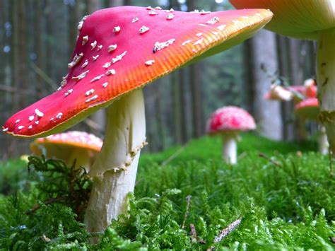 Is Our Worlds Salvation Hidden In Mushrooms In 2021 Stuffed