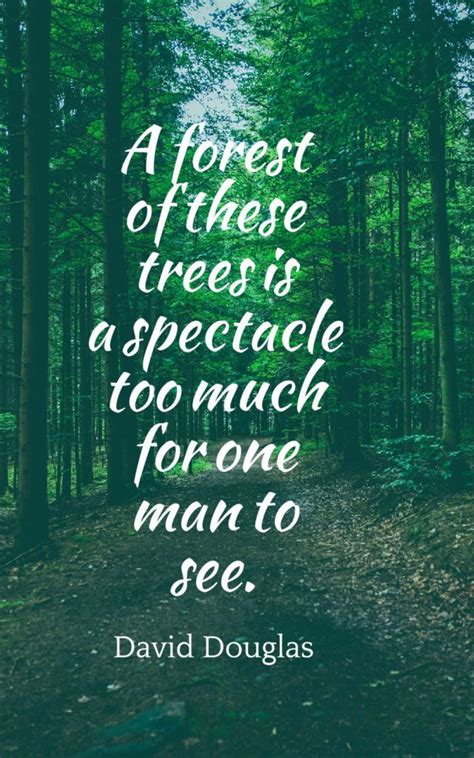 45 Inspirational Forest Quotes And Sayings