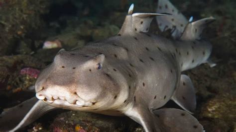 worlds ugliest shark