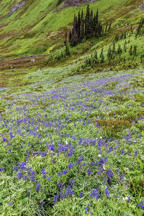 Rainier Alpine Wildflowers By Pierre Leclerc Photography Mount