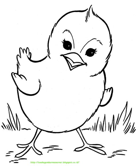 Berikut ini contoh gambar mewarnai ayam. 15 Gambar Mewarnai Ayam Untuk Anak PAUD dan TK