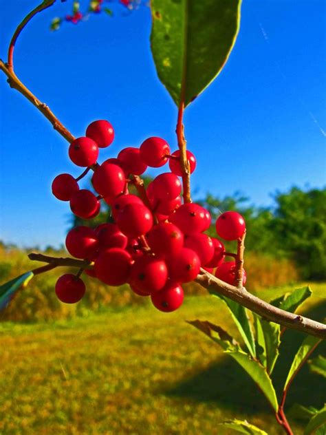 Red Berries In The Florida Sun Matthew Gallaway
