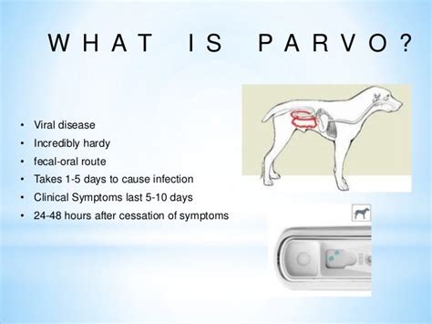 Parvo Program