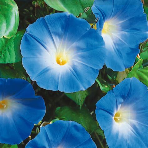 Morning Glory Flower Seeds, Heavenly Blue in 2021 | Morning glory flowers, Blue morning glory 