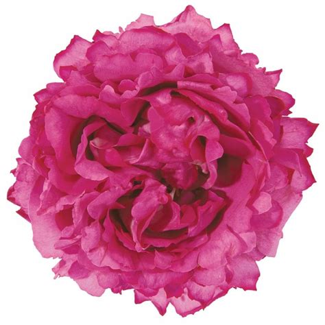 Garden rose yves piaget timelapse. Yves Piaget Roses - Garden Roses Direct