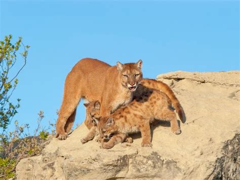 13 Mountain Lion Kittens Found During Summer Of Kittens Agoura