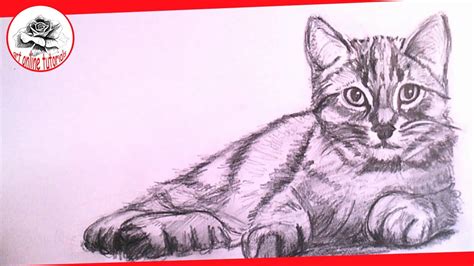 How To Draw A Realistic Cat With Pencil Step By Step