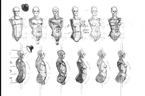Human Anatomy For Artists Website Prestastyle