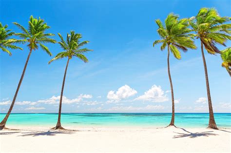 Palm Trees On White Beach Poster For All Rooms