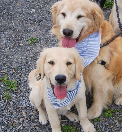 √√ Cute Golden Retriever Maine Usa Buy Puppy In Your Area