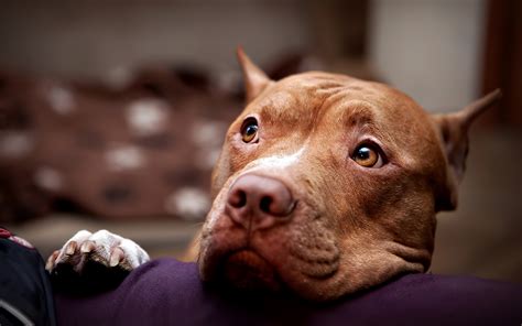 Pit Bull Dog Wallpapers Pictures Images
