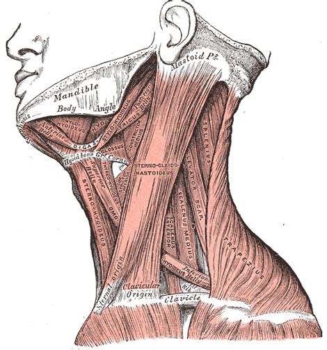 The muscles of the neck are present in four main groups. The Lateral Cervical Muscles - Human Anatomy