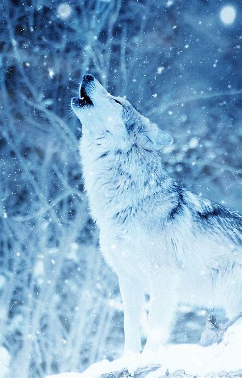 Lonely Wolf In The Ice Phone Cover Wolf Wallpaper Snow Wolf Wolf