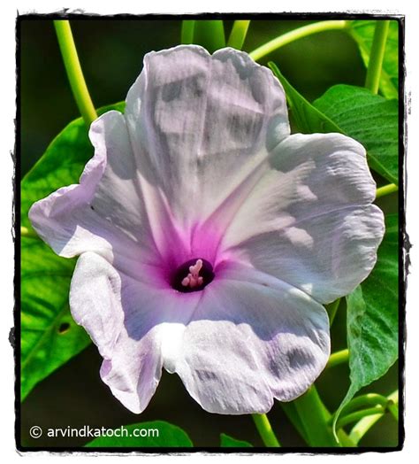 A White Flower With Purple Center A Road Side Flower