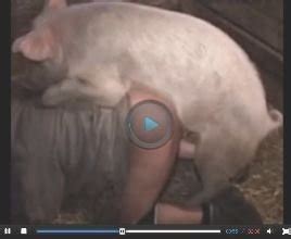 Pig Porn Videos Watch Pig Sex For Free Here Here Is A Plenty Of Pig
