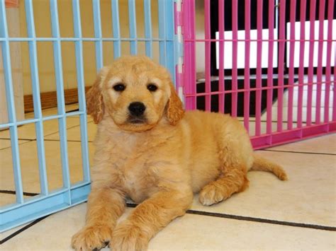 Puppyfinder.com is your source for finding an ideal golden retriever puppy for sale in usa. Stunning Golden Retriever Puppies For Sale In Ga at ...