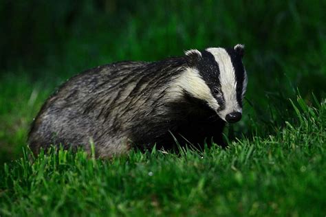 Plans For Targeted Badger Culling To Continue In ‘hotspots To Tackle
