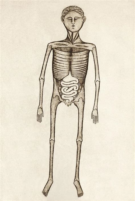 Internal Anatomy 14th Century Artwork Photograph By Sheila Terry Pixels
