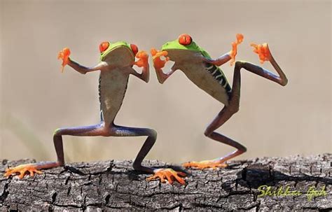 Dancing Frogs Frog Cute Frogs Funny Frogs