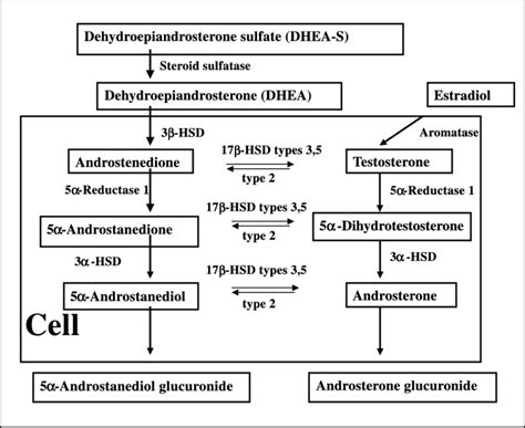 Biochemical Pathway Of Sex Steroid Hormone Metabolism Hsd Download Scientific Diagram