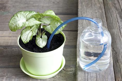 Easy And Effective Ways To Water Plants While You Are On A