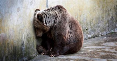 Avaaz Shut Down Zoos