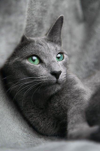 #russianbluecat #dollface #emeraldeye russian blue cats are curious but calm, affectionate but not clingy, and very smart. Cat Russian Blue · Free photo on Pixabay