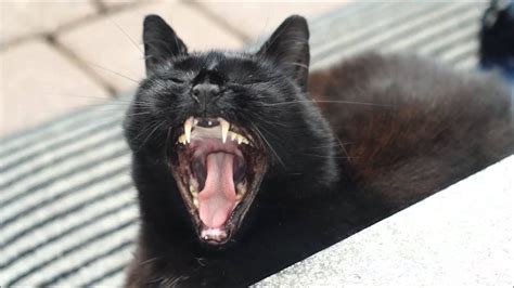 Cat Yawning Slow Motion Youtube