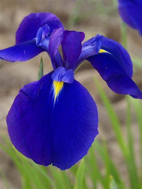 Iris Maize N Blue Bluestone Perennials Iris Flowers Maize And