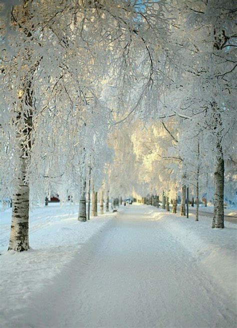 Beautiful Snow Covered Trees White Pinterest