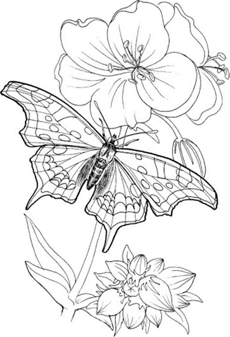 Butterfly Standing On Blooming Plants Coloring Page Coloring Sky