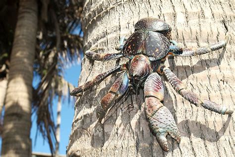 Coconut Crabs Facts Animals Of The World Worldatlas