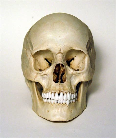Female Human Skull Replica Etsy Human Skull Skull Reference Skull