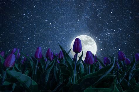 Night Landscape With Tulips Meadow Featuring Tulip Flower And Meadow