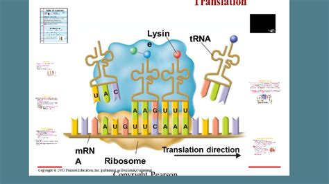 Mariana ruiz villarreal/wikimedia commons once messenger rna has been modified and is ready for translation, it binds to a specific site on a ribosome. RNA Translation by Rachel Esquibel on Prezi