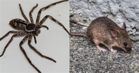 Only In Australia Giant Huntsman Spider Drags Mouse In Terrifying