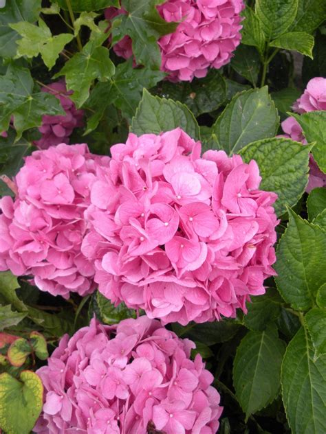How to change hydrangea color. Hydrangea macrophylla 'Endless Summer' - Blue Sky Nursery