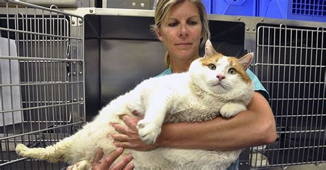 The Cat That Caused The Guinness World Records To Stop Giving Fat