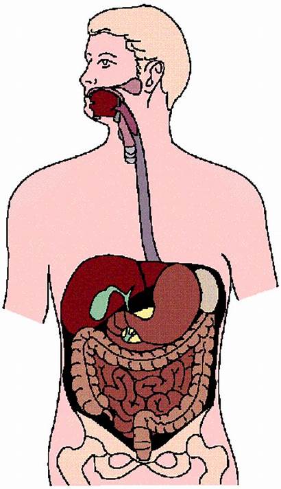 Digestive System Diagram Unlabeled Clip Labeled Clipart